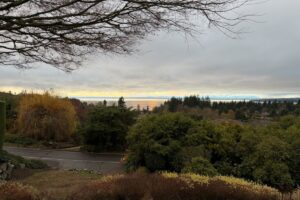View from a Shoreline, WA property after pruning reduced the Japanese maple and surrounding tree growth to meet HOA height requirements while opening the view toward Puget Sound.