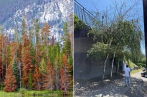 Split image showing a mountainside of rust-colored, bark beetle-killed conifers beside healthy green pines, and a birch tree with a sparse, thinning canopy in a Pacific Northwest yard
