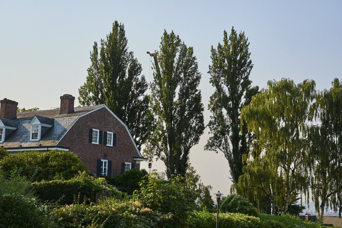 Four mature poplar trees beside a Seattle property before removal following a windstorm-related tree failure.