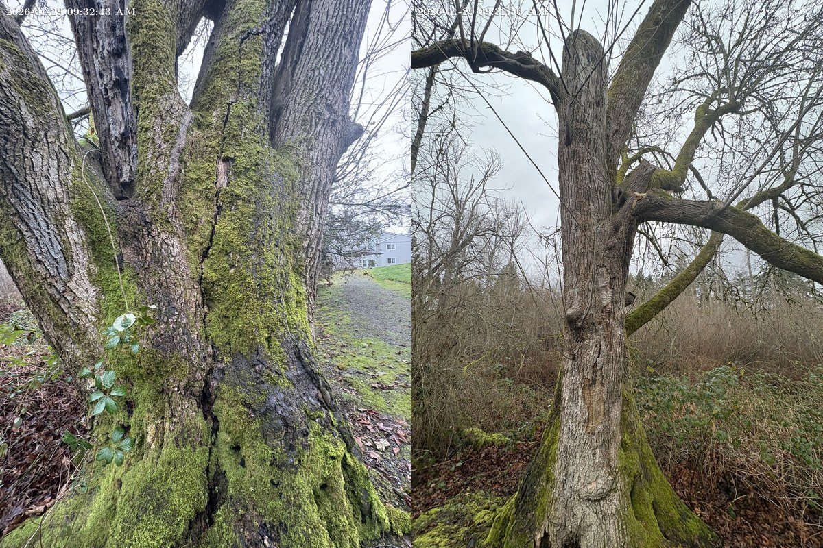 Close-up views of cracking and structural defects in a 63-inch Bigleaf maple in Bellevue.
