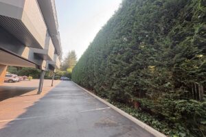 Long mature Leyland cypress privacy hedge bordering the parking area of a Bellevue multifamily property after pruning restored a more uniform shape and manageable size.