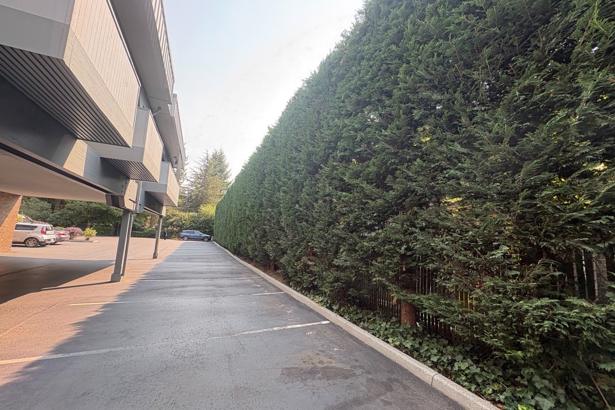 Long mature Leyland cypress privacy hedge bordering the parking area of a Bellevue multifamily property after pruning restored a more uniform shape and manageable size.