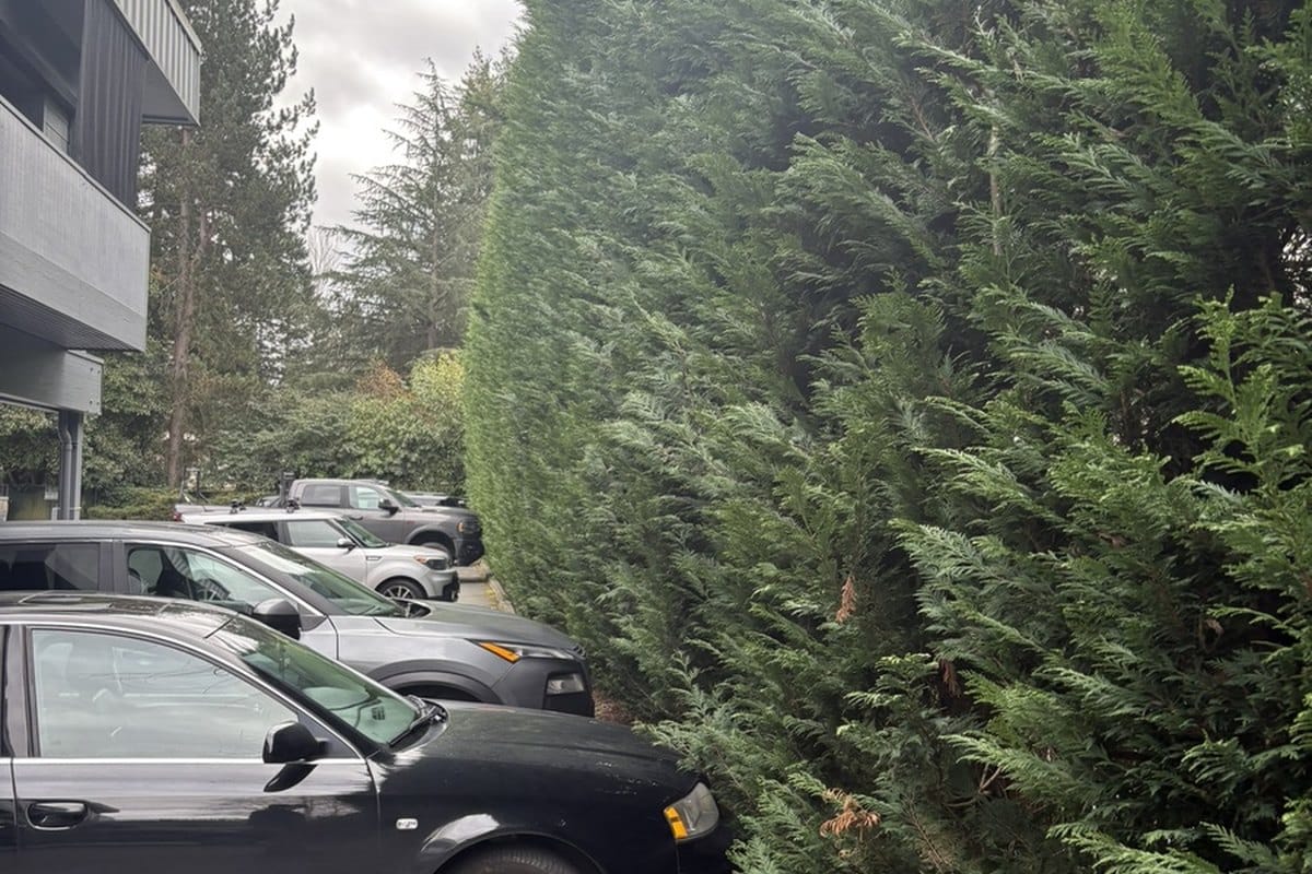 Overgrown Leyland cypress hedge extending into parking spaces beside a Bellevue multifamily property before pruning and reshaping.