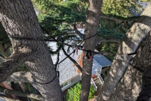 Dynamic support cables installed between multiple large leaders of a mature Deodar cedar, viewed from within the tree canopy above a Seattle home.