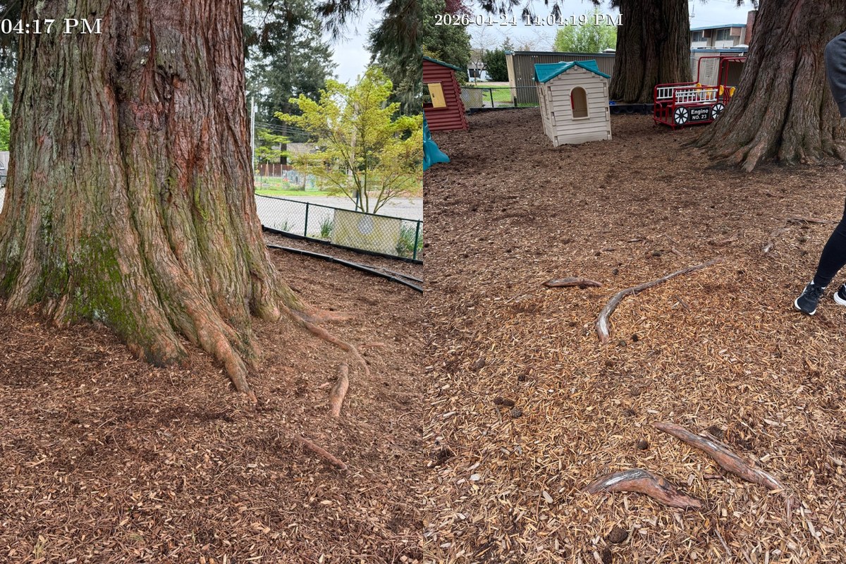 Exposed surface roots from mature giant sequoias extending through a Mercer Island playground, including large roots near the tree trunks and raised roots crossing the play area.