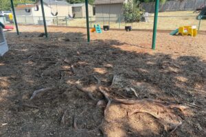 Using an air spade, arborists carefully removed compacted soil from around the roots with compressed air rather than digging equipment. Larger structural roots and those near the trunk were preserved.