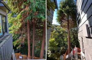 Before-and-after views of mature cedar trees in Queen Anne showing interior deadwood and crowded lower branches before pruning and increased property-line clearance after targeted pruning.