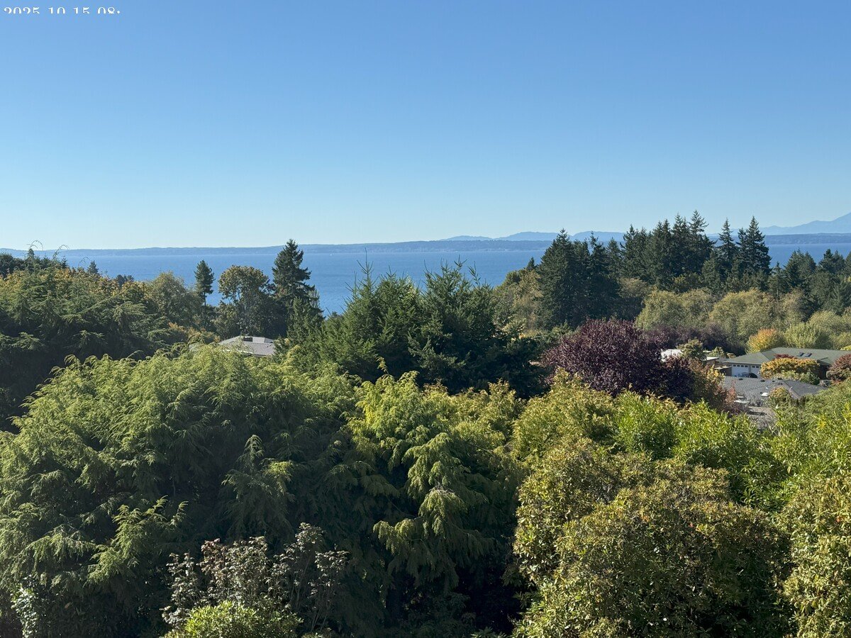 Overgrown evergreen and deciduous trees partially obstruct the Puget Sound view from a Shoreline, WA property before view pruning for HOA compliance.