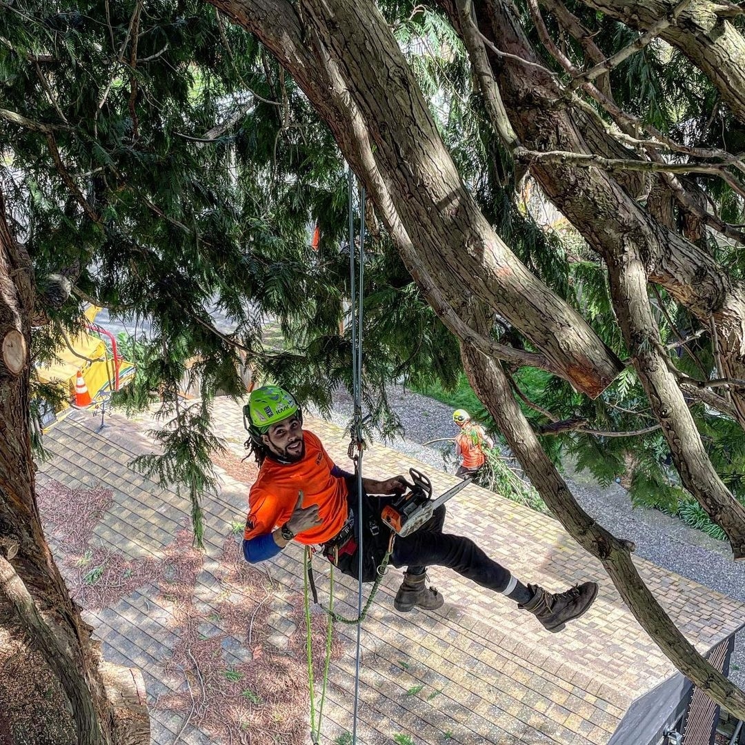 tree-climber-tree-pruning-in-training-Danielle Palmer-Friedman-2022-09-30