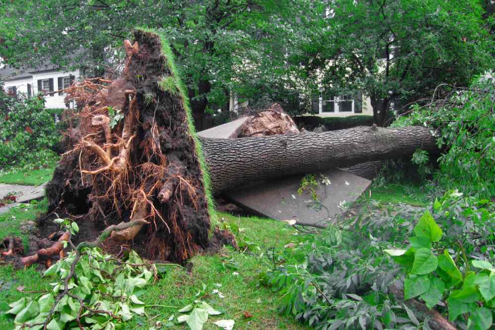 uprooted-tree-can-it-be-fixed