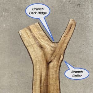 Branch collar versus branch bark ridge