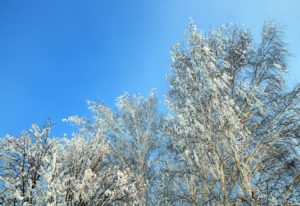 winter-tree-tips-for-essential-safety